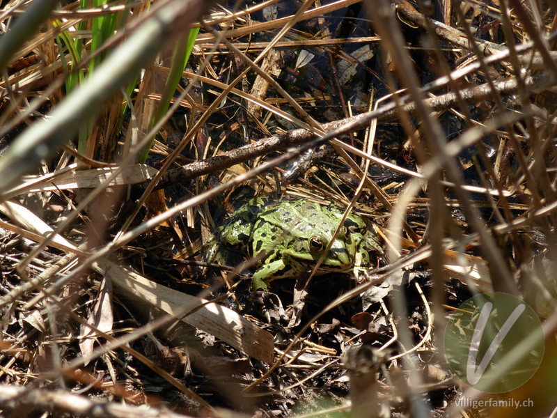 Teichfrosch: Übersicht